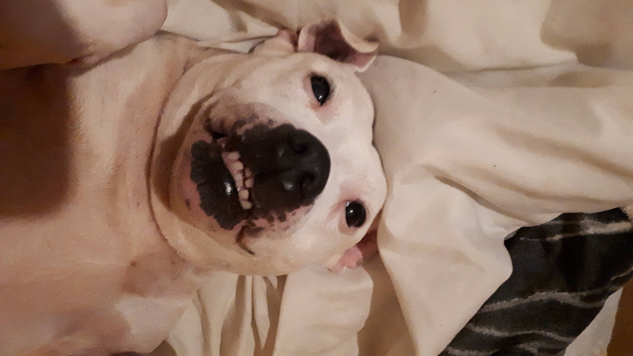 Storm joined the competition — help win amazing prizes! carnivore, companion_dog, dog, dog_breed, ear, eye, eyelash, fawn, fur, happy, head, jaw, no_expression, nose, skin, smile, snout, toy, whiskers, working_animal