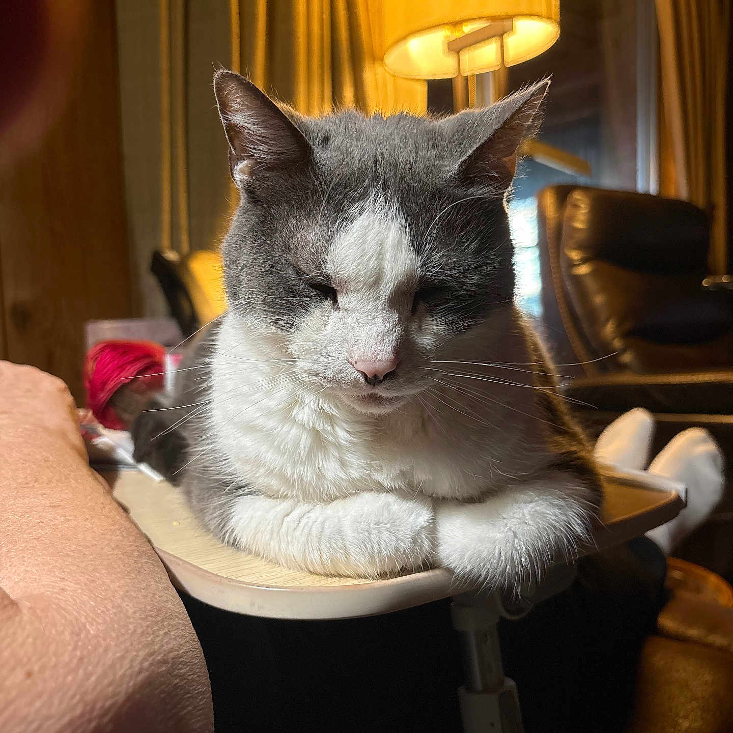 Big Guy is registered to the contest to win money with this photo: cat, closeup, cozy, curtains, domestic_animal, fur, furniture, gray_and_white, home, indoor, lamp, leather_chair, napping, pet, relaxed, sleeping, soft_lighting, table, warm_light, whiskers