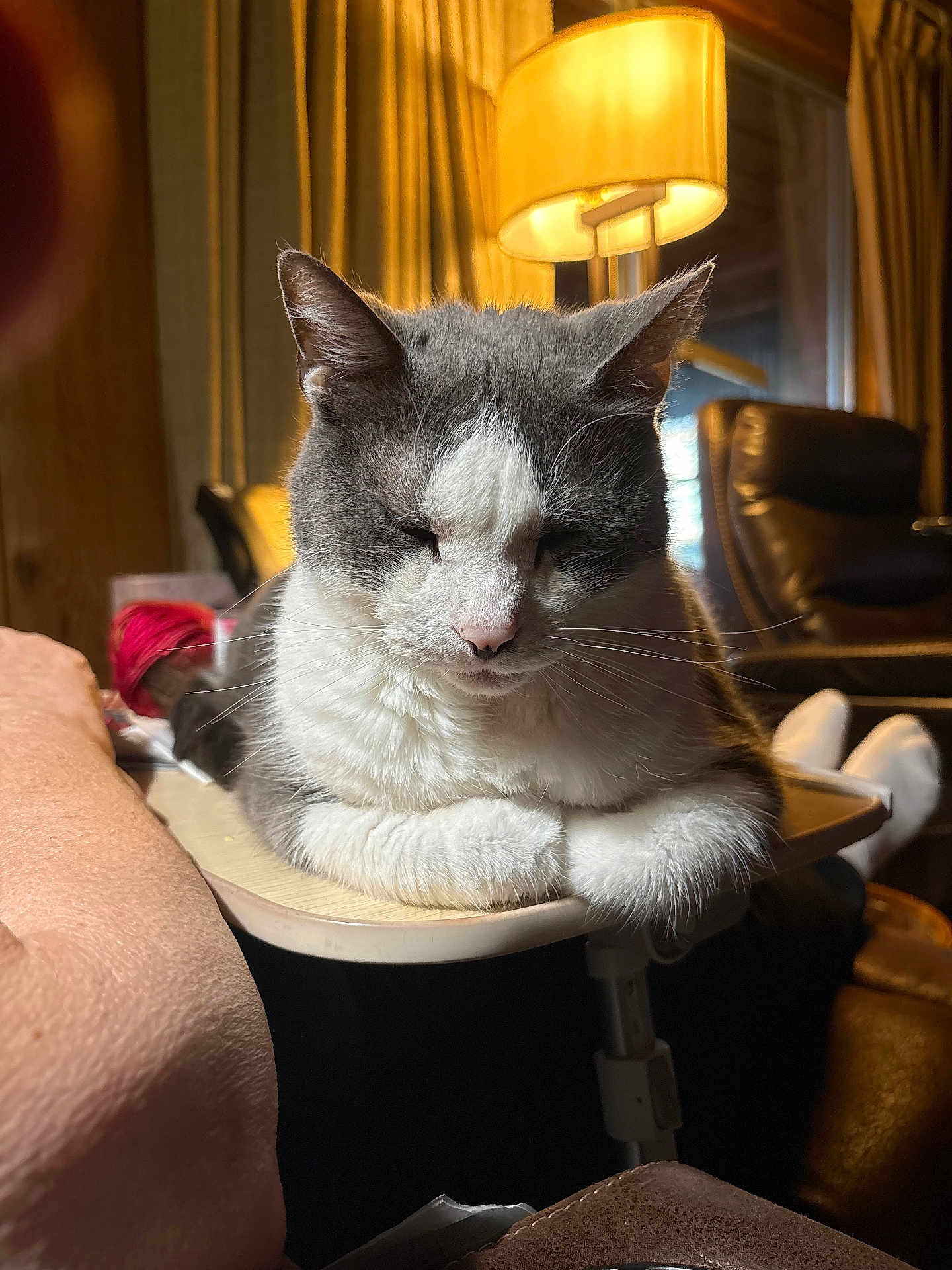 Big Guy is registered to the contest to win money with this photo: cat, gray_and_white, sleeping, table, lamp, indoor, cozy, curtains, leather_chair, soft_lighting, pet, fur, whiskers, relaxed, home, furniture, domestic_animal, napping, closeup, warm_light