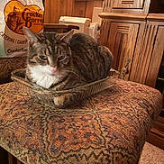 Little Bit joined the competition — help win amazing prizes! cat, tabby, glass_dish, stool, patterned_fabric, wooden_furniture, indoor, carryout_bag, cracker_barrel, cozy, pet, animal, feline, resting, curled_up, home_interior, carpet, relaxed, domestic, close_up