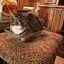 animal, carpet, carryout_bag, cat, close_up, cozy, cracker_barrel, curled_up, domestic, feline, glass_dish, home_interior, indoor, patterned_fabric, pet, relaxed, resting, stool, tabby, wooden_furniture