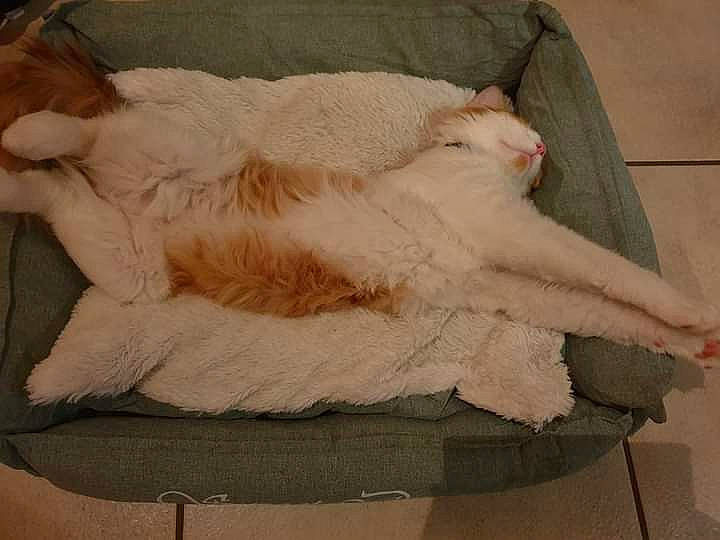 Bubulle a rejoint le concours — aidez-le/la à gagner de superbes lots ! bed, carnivore, cat, cat_supply, claw, comfort, companion_dog, domestic_short_haired_cat, fawn, felidae, foot, fur, linens, nap, paw, small_to_medium_sized_cats, tail, whiskers, wood, wool