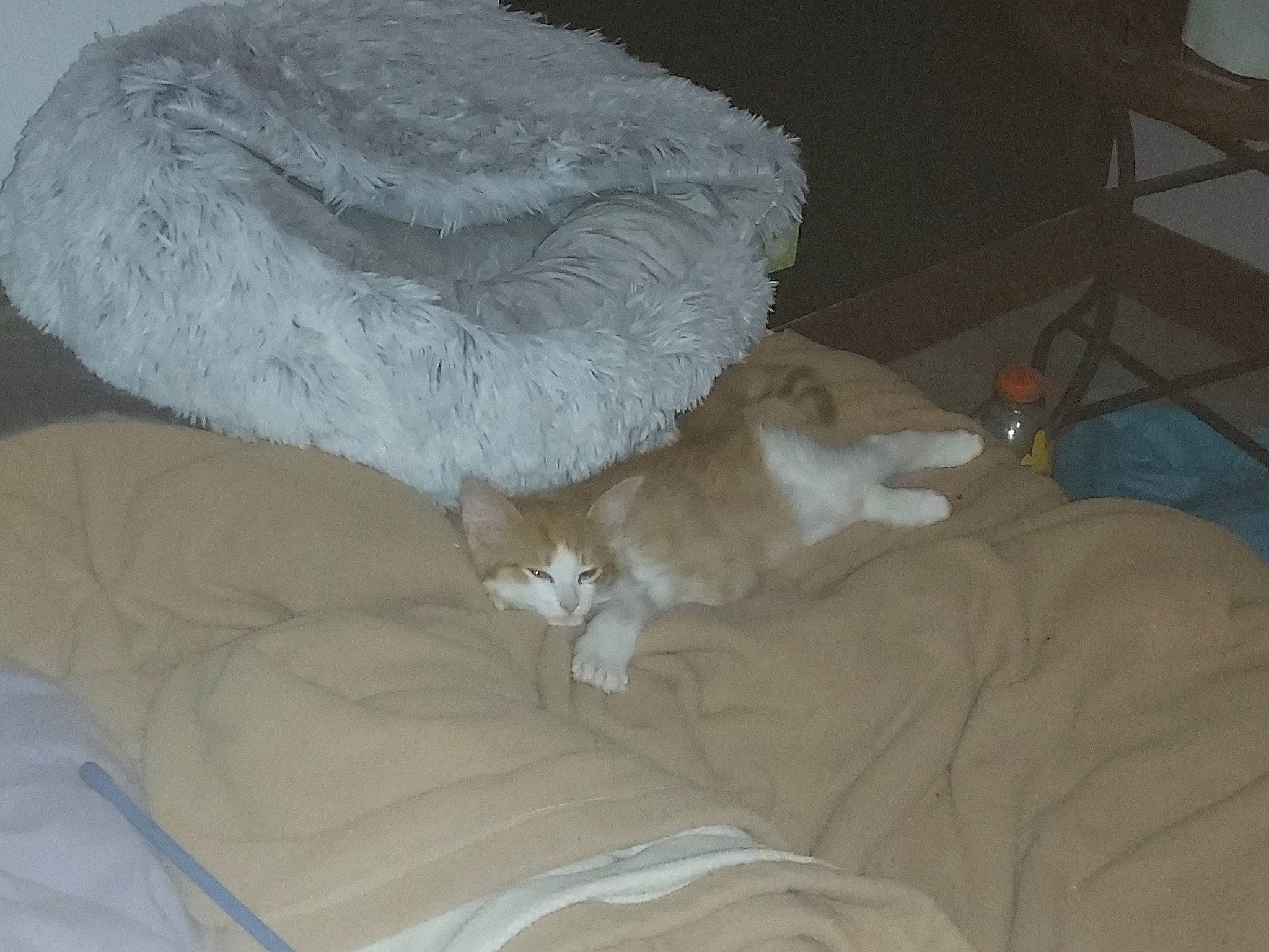 Bubulle participe au concours pour gagner de l'argent avec cette photo : bed, bedding, carnivore, cat, cat_bed, comfort, couch, domestic_short_haired_cat, fawn, felidae, fur, grey, linens, mammal, room, small_to_medium_sized_cats, tail, textile, whiskers, wood