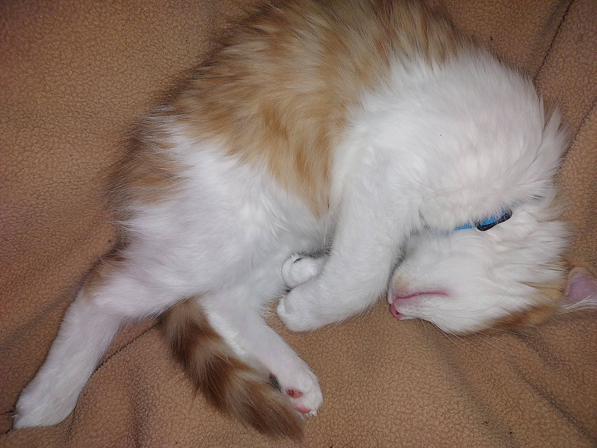 Bubulle participe au concours pour gagner de l'argent avec cette photo : carnivore, cat, claw, comfort, dog_breed, domestic_short_haired_cat, eye, fawn, felidae, flooring, fur, hardwood, nap, paw, sleep, small_to_medium_sized_cats, snout, tail, terrestrial_animal, whiskers