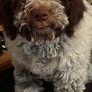 Apy participe au concours pour gagner de l'argent avec cette photo : adorable, animal, brown_and_white, close_up, companion, curly_coat, curly_fur, cute, dog, domestic_animal, fluffy, furry, indoor, looking_up, mammal, pet, portrait, puppy, sitting, young_dog