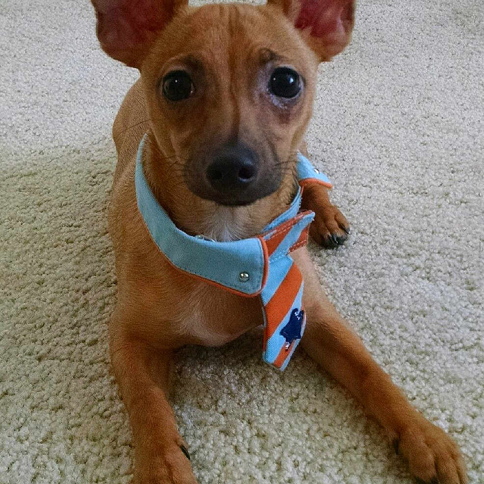 Nitro joined the competition — help win amazing prizes! canidae, carnivore, chihuahua, cirneco_delletna, companion_dog, corgi_chihuahua, dog, dog_breed, fawn, german_pinscher, mammal, miniature_fox_terrier, miniature_pinscher, prazsky_krysarik, rare_breed_dog, russkiy_toy, snout, toy_dog, vertebrate, whiskers