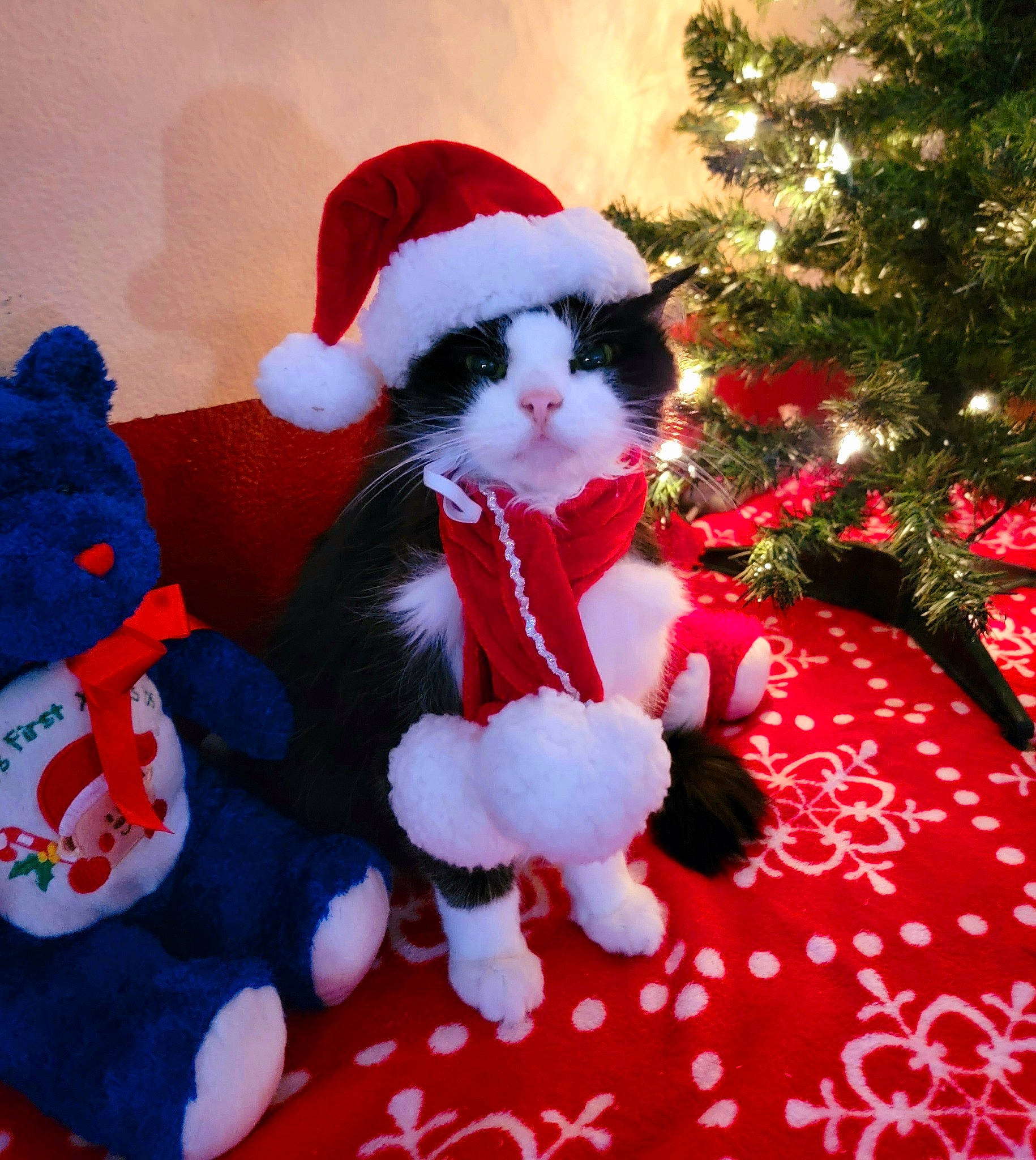 Justine is registered to the contest to win money with this photo: carmine, christmas, christmas_decoration, christmas_ornament, christmas_tree, conifer, costume_hat, event, fictional_character, fur, happy, holiday, holiday_ornament, interior_design, lap, mammal, ornament, plant, santa_claus, tree