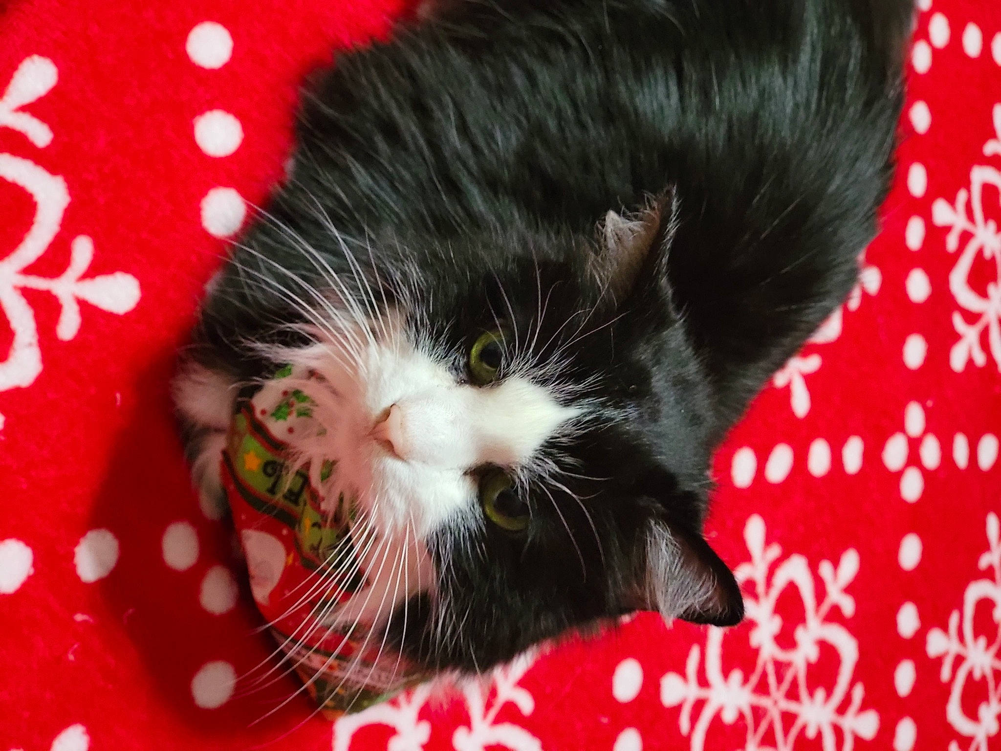 Justine joined the competition — help win amazing prizes! carmine, carnivore, cat, cat_supply, claw, comfort, domestic_short_haired_cat, felidae, foot, fur, holiday, organism, pattern, paw, small_to_medium_sized_cats, snout, tail, terrestrial_animal, whiskers