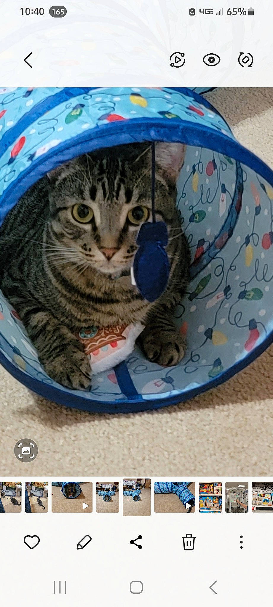 Lilly is registered to the contest to win money with this photo: carnivore, cat, cat_supply, ceramic, circle, dishware, earthenware, fashion_accessory, felidae, fur, pattern, plate, porcelain, serveware, small_to_medium_sized_cats, tableware, whiskers