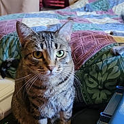 Lilly is registered to the contest to win money with this photo: animal, background, bed, cat, closeup, cozy, domestic, ears, eyes, face, furniture, heterochromia, household, indoor, paws, pet, quilt, sitting, tabby, whiskers