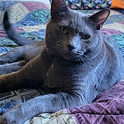 Ashley joined the competition — help win amazing prizes! animal, bed, cat, close_up, cozy, domestic_animal, ears, feline, fur, grey_cat, indoor, mammal, patterned_quilt, pet, portrait, quilt, relaxed, resting, tail, whiskers
