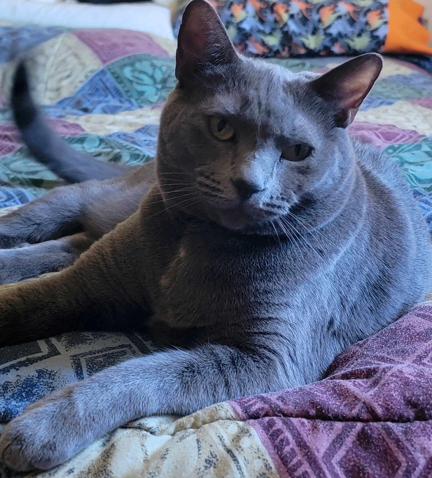Ashley joined the competition — help win amazing prizes! animal, bed, cat, close_up, cozy, domestic_animal, ears, feline, fur, grey_cat, indoor, mammal, patterned_quilt, pet, portrait, quilt, relaxed, resting, tail, whiskers