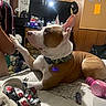 King is registered to the contest to win money with this photo: dog, pit_bull, white_and_brown, large_ears, sitting, lying_down, paw, human, bed, bedroom, collar, dog_tag, sports_equipment, hairbrush, portrait, wood_paneling, indoor, pet, playful, cozy