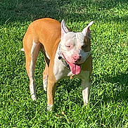 King joined the competition — help win amazing prizes! dog, grass, outdoor, sunlight, pet, canine, tongue_out, happy, brown_and_white, collar, nature, animal, daylight, standing, playful, friendly, mammal, field, summer, sunny