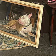 King joined the competition — help win amazing prizes! dog, canine, white_dog, tan_dog, lying_down, sitting, portrait, picture_frame, framed_picture, collar, pet_tag, indoor, living_room, couch, rug, carpet, furniture, bookshelf, wooden_table, home_decor