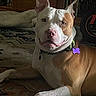King is registered to the contest to win money with this photo: dog, pit_bull, canine, pet, portrait, sitting, lying_down, white_fur, brown_fur, short_hair, pointed_ears, collar, dog_tag, purple_bone, carpet, indoors, living_room, bookshelf, furniture, close_up