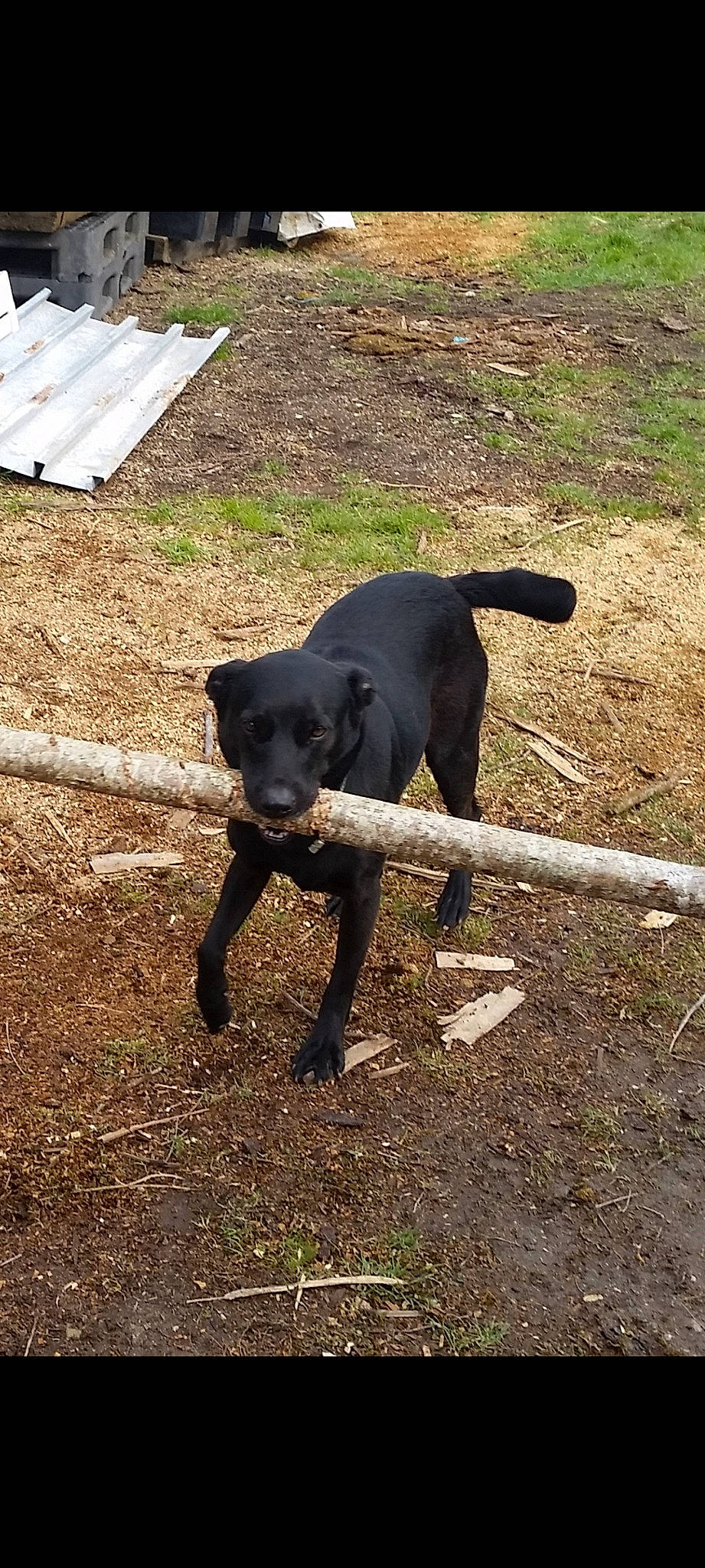 Jack participe au concours pour gagner de l'argent avec cette photo : borador, canidae, carnivore, companion_dog, dog, dog_breed, grass, guard_dog, gun_dog, hunting_dog, landscape, plant, snout, soil, sporting_group, tail, terrestrial_animal, working_animal, working_dog