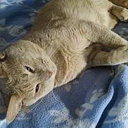 Izzy joined the competition — help win amazing prizes! cat, animal, pet, feline, fur, whiskers, relaxed, sleepy, blanket, blue, indoor, cozy, soft, resting, cute, closeup, mammal, domestic, laying, portrait