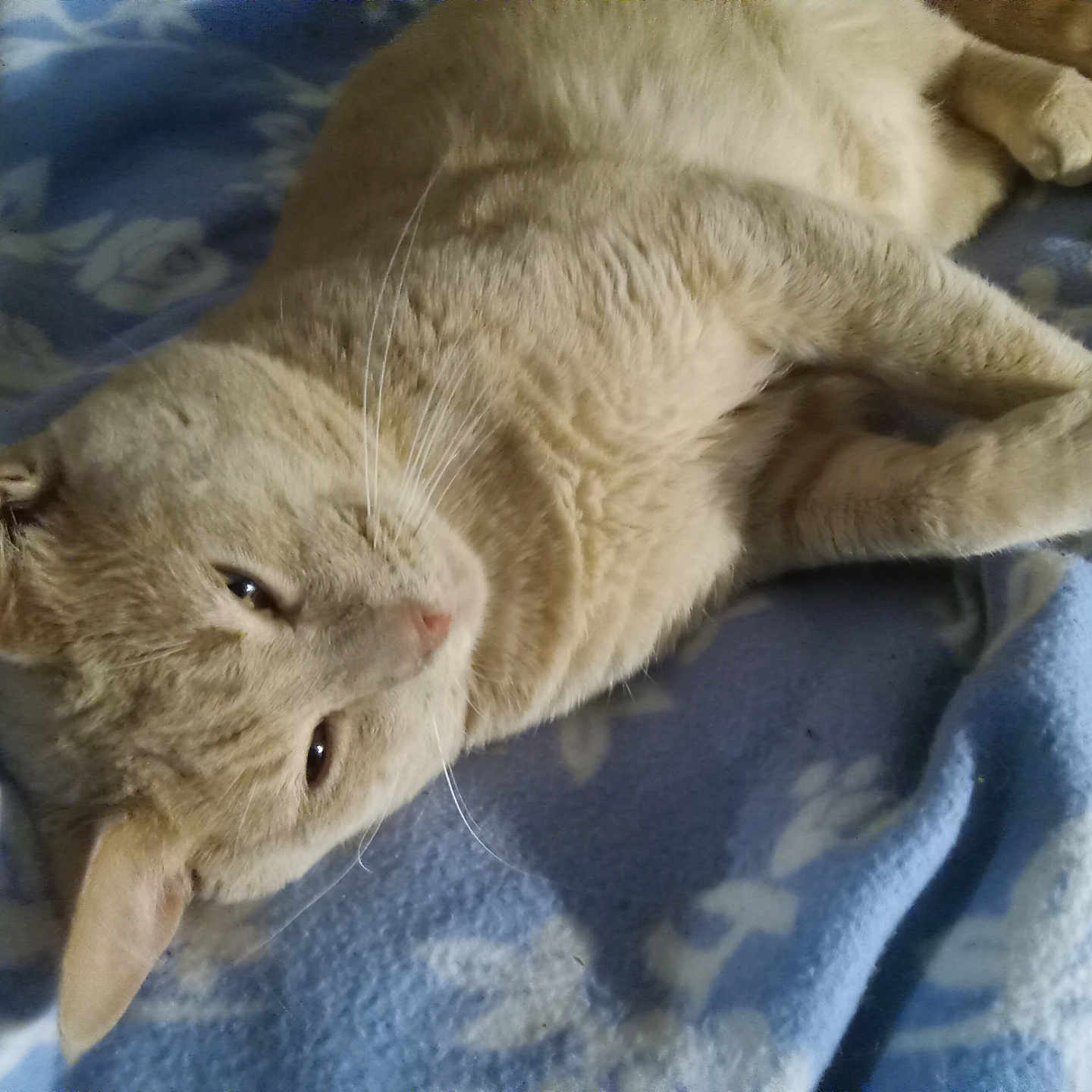 Izzy joined the competition — help win amazing prizes! animal, blanket, blue, cat, closeup, cozy, cute, domestic, feline, fur, indoor, laying, mammal, pet, portrait, relaxed, resting, sleepy, soft, whiskers