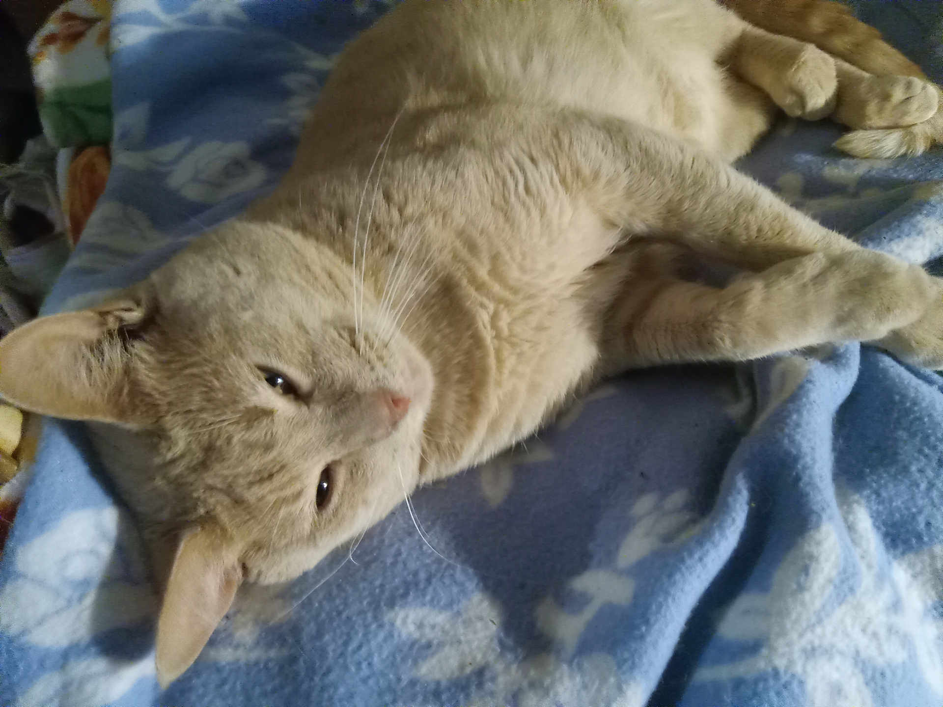 Izzy joined the competition — help win amazing prizes! cat, animal, pet, feline, fur, whiskers, relaxed, sleepy, blanket, blue, indoor, cozy, soft, resting, cute, closeup, mammal, domestic, laying, portrait
