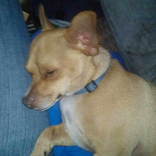 Snoopy is registered to the contest to win money with this photo: