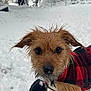 dog, snow, winter, outdoor, pet, animal, fur, plaid, coat, curious, closeup, wet, cold, nature, boot, forest, trees, snowy, canine, cute