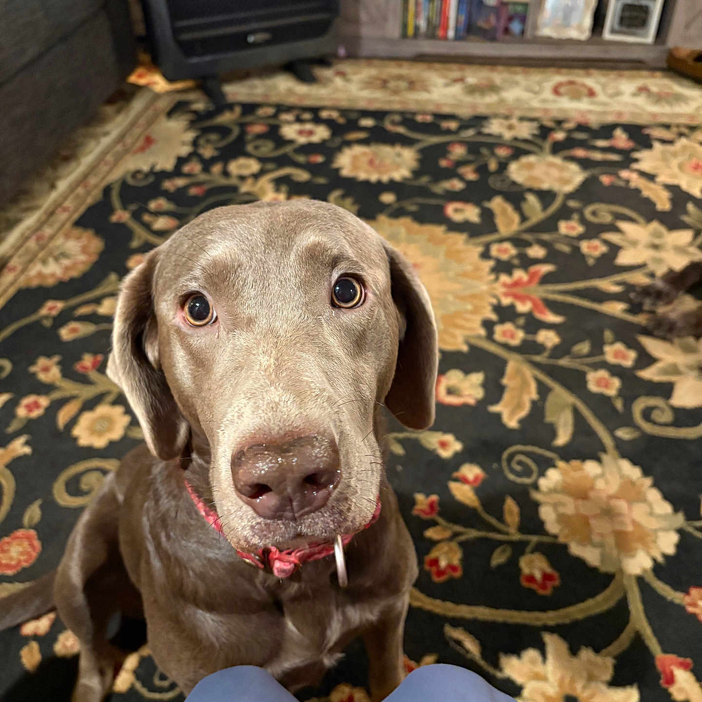 Doc Emmett Brown is registered to the contest to win money with this photo: animal, brown_dog, canine, carpet, close_up, collar, cozy, curious, dog, domestic, ears, floor, furniture, home, indoor, living_room, looking_up, pet, sitting, snout