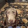 Doc Emmett Brown is registered to the contest to win money with this photo: dog, labrador, brown_dog, indoor, rug, floral_pattern, floor, pet, canine, looking_up, knees, pants, furniture, heater, bookshelf, home, carpet, animal, companion, cozy