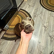 Doc Emmett Brown joined the competition — help win amazing prizes! dog, pet, hand, floor, kitchen, rug, brown_dog, canine, domestic_animal, indoor, flooring, person_hand, friendly, looking_up, snout, ears, collar, wood_floor, home, comfort