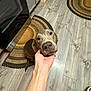 brown_dog, canine, collar, comfort, dog, domestic_animal, ears, floor, flooring, friendly, hand, home, indoor, kitchen, looking_up, person_hand, pet, rug, snout, wood_floor