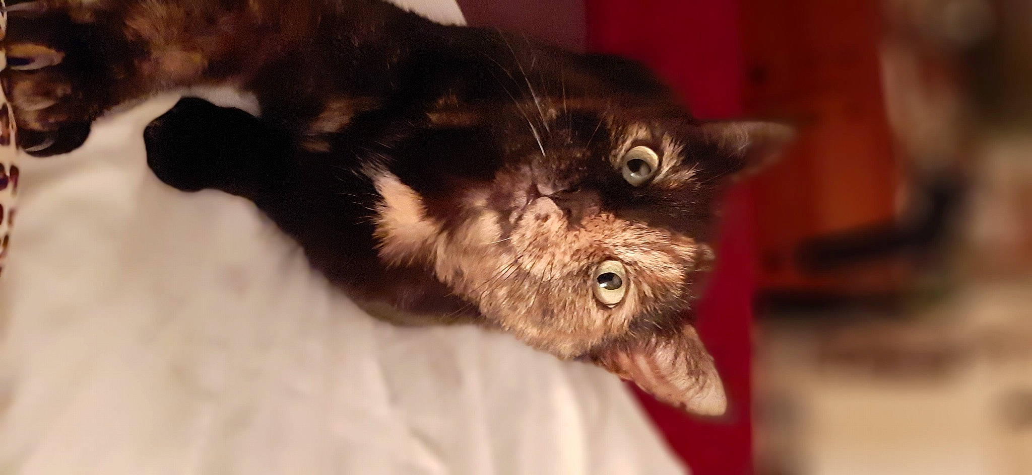 Doodles joined the competition — help win amazing prizes! black_cat, carnivore, cat, claw, comfort, domestic_short_haired_cat, ear, felidae, fur, paw, small_to_medium_sized_cats, snout, terrestrial_animal, whiskers