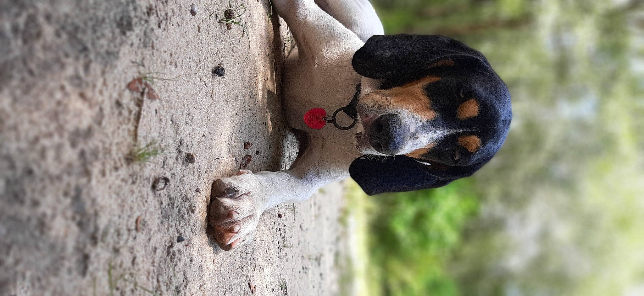 Copper is registered to the contest to win money with this photo: adventure, beak, canidae, carnivore, collar, companion_dog, dog, dog_breed, elbow, fawn, hunting_dog, plant, recreation, scent_hound, sporting_group, tail, tree, trunk, wildlife, wood