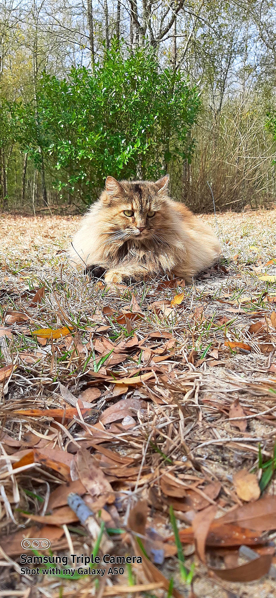 Diva is registered to the contest to win money with this photo: carnivore, cat, fawn, felidae, fur, grass, groundcover, leaf, nature, plant, sitting, small_to_medium_sized_cats, soil, tail, terrestrial_animal, tree, twig, whiskers, wildlife, wood