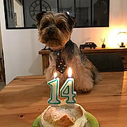 Fever participe au concours pour gagner de l'argent avec cette photo : animal, birthdaycake, cake, candle, canine, cream, dessert, diningtable, dog, food, furniture, icing, number, people, person, pet, plate, symbol, table, text