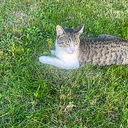 Nesquik a rejoint le concours — aidez-le/la à gagner de superbes lots ! animal, cat, closeup, ears, feline, grass, lawn, lying_down, nature, outdoor, pet, pink_nose, portrait, relaxed, sleepy, striped_fur, sunlight, tabby, whiskers, white_cat