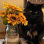 Midnight joined the competition — help win amazing prizes! cat, black_cat, flower, sunflower, jar, table, indoor, pet, animal, fur, yellow_eyes, decor, vase, plant, closeup, domestic_cat, cute, still_life, home, mammal