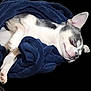 Louie Hamilton joined the competition — help win amazing prizes! dog, chihuahua, sleeping, blanket, cozy, pet, fur, small_dog, resting, cute, animal, domestic_animal, relaxing, peaceful, indoors, snuggled, white_and_gray, paw, ears, smiling