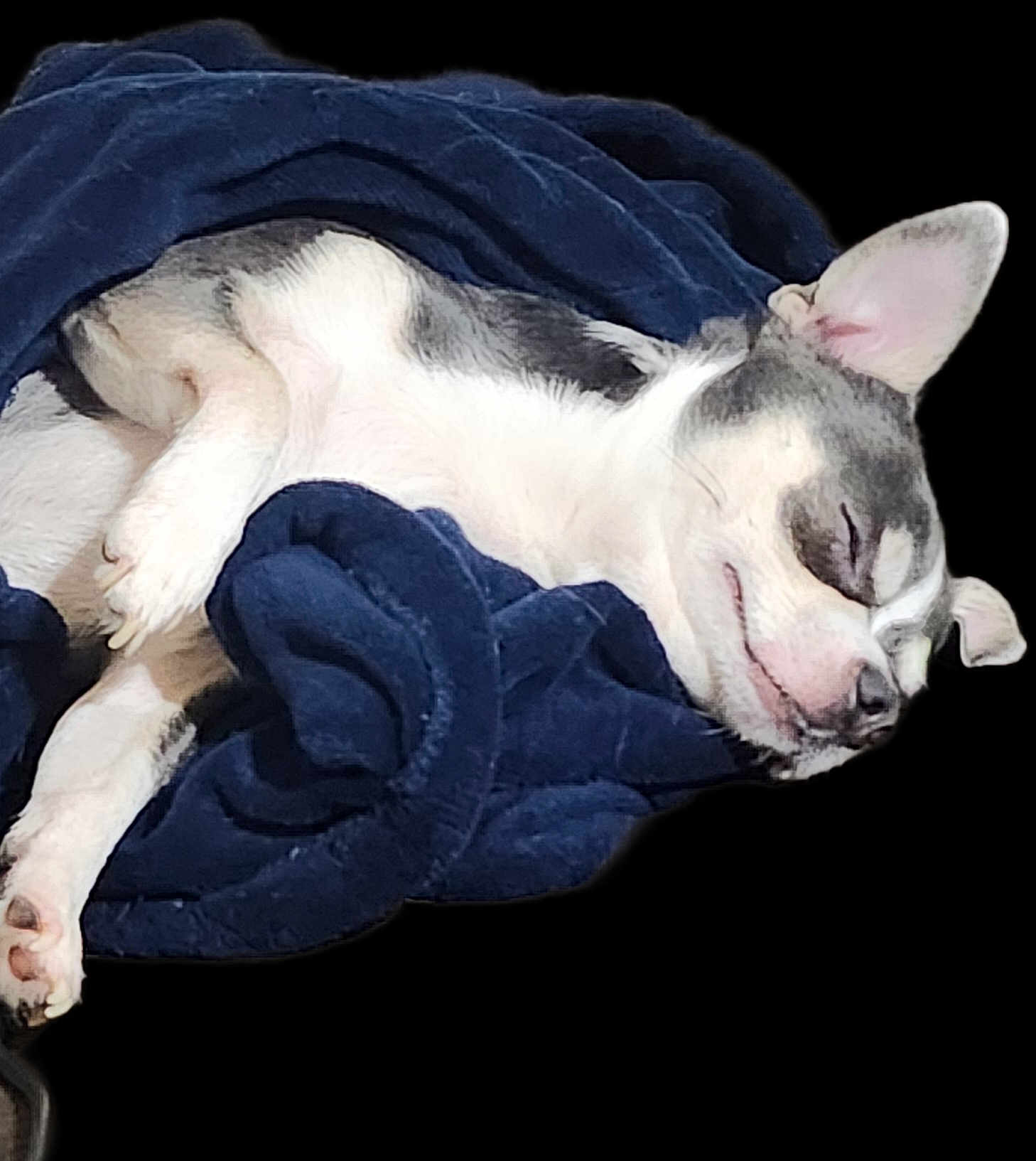 Louie Hamilton joined the competition — help win amazing prizes! dog, chihuahua, sleeping, blanket, cozy, pet, fur, small_dog, resting, cute, animal, domestic_animal, relaxing, peaceful, indoors, snuggled, white_and_gray, paw, ears, smiling