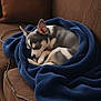 dog, puppy, sleeping, blanket, blue_blanket, brown_couch, cozy, resting, pet, fur, small_dog, indoor, cute, snuggled, curled_up, relaxation, animal, companion, domestic, peaceful