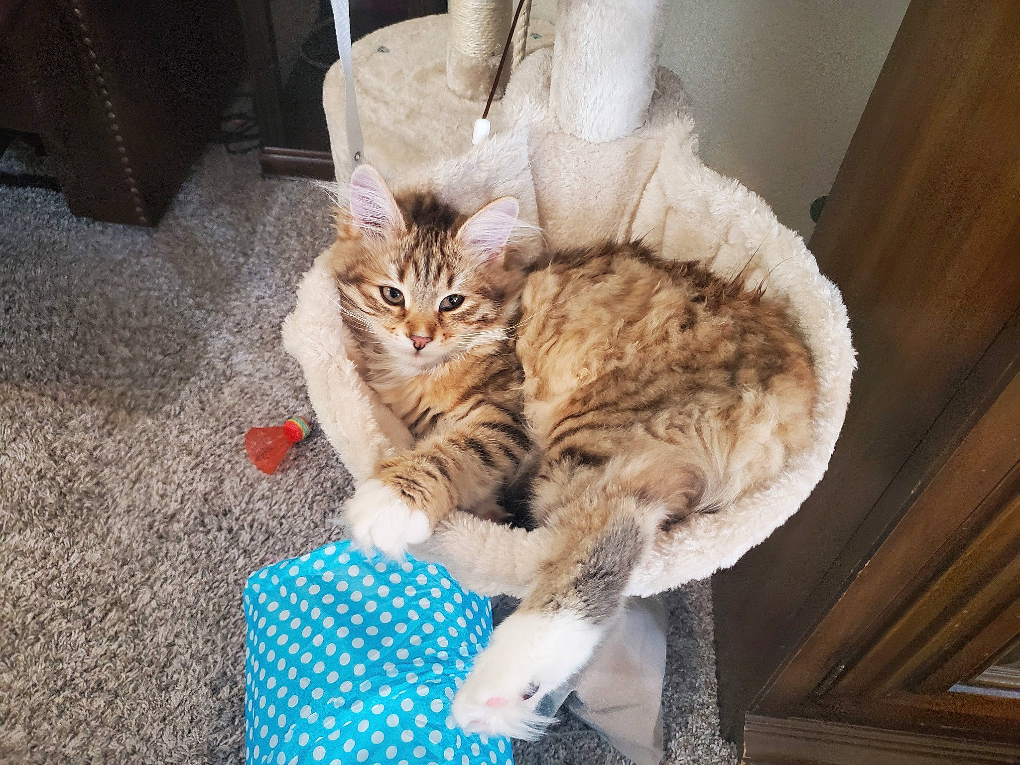 Millie joined the competition — help win amazing prizes! bed, carnivore, cat, cat_bed, cat_supply, claw, comfort, domestic_short_haired_cat, fawn, felidae, flooring, fur, hardwood, nap, paw, sitting, small_to_medium_sized_cats, tail, whiskers, wood