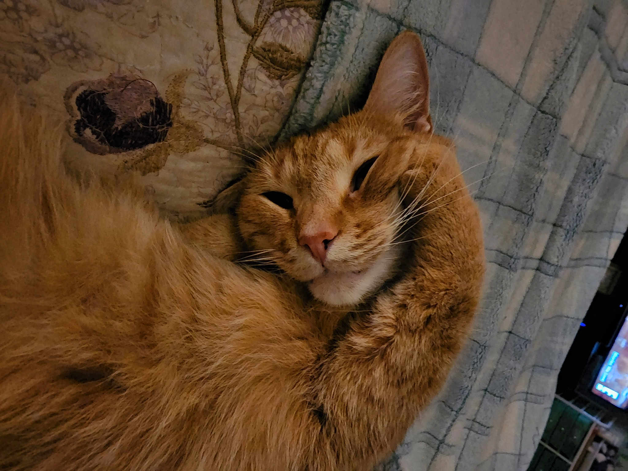 Nova