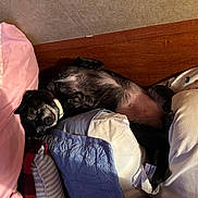 Tinker Bell joined the competition — help win amazing prizes! animal, bed, black_dog, blanket, collar, comfort, cozy, cute, dog, domestic_animal, fur, indoor, lying_down, nap, pet, pillow, relaxed, resting, sleeping, wooden_headboard