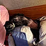 animal, bed, black_dog, blanket, collar, comfort, cozy, cute, dog, domestic_animal, fur, indoor, lying_down, nap, pet, pillow, relaxed, resting, sleeping, wooden_headboard