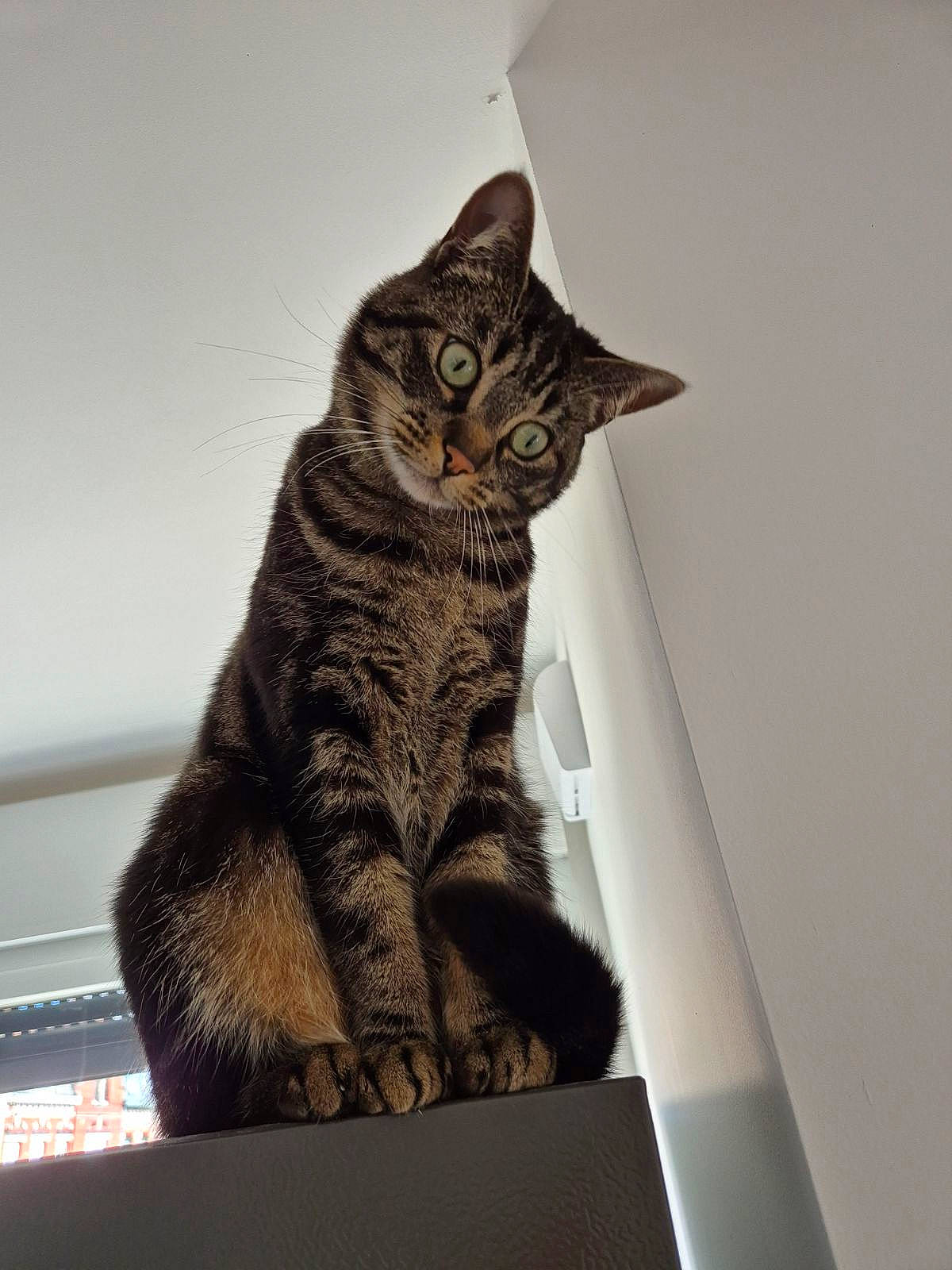 Pandõra participe au concours pour gagner de l'argent avec cette photo : carnivore, cat, domestic_short_haired_cat, eye, felidae, fur, paw, sitting, small_to_medium_sized_cats, snout, tail, terrestrial_animal, whiskers, window, wood