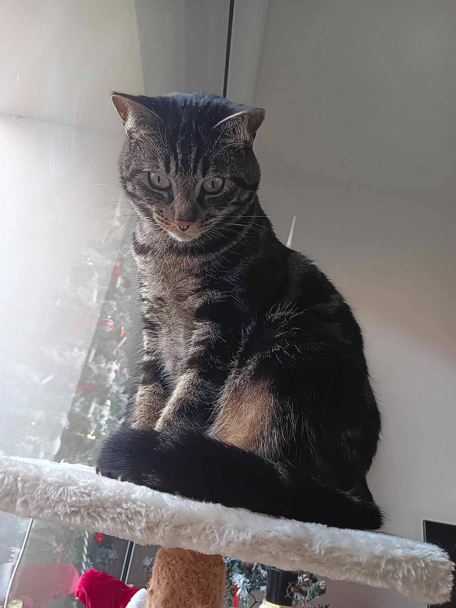 Pandõra a rejoint le concours — aidez-le/la à gagner de superbes lots ! black_cat, carnivore, cat, cat_furniture, cat_supply, claw, domestic_short_haired_cat, felidae, fur, grey, hat, paw, sitting, small_to_medium_sized_cats, snout, tail, whiskers, window