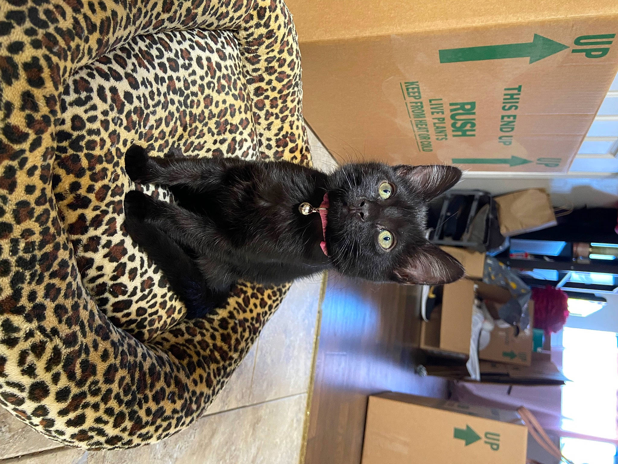 Gretchen joined the competition — help win amazing prizes! big_cats, black_cat, canidae, carnivore, cat, felidae, small_to_medium_sized_cats, whiskers