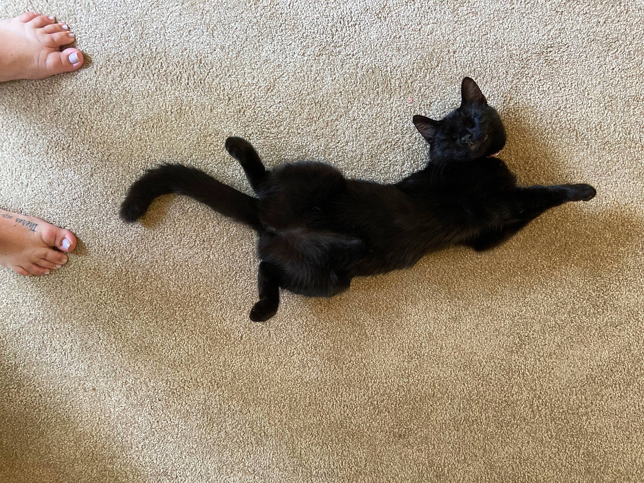 Gretchen joined the competition — help win amazing prizes! black_cat, bombay, burmese, canidae, carnivore, cat, claw, dog_breed, domestic_short_haired_cat, fawn, felidae, havana_brown, kitten, mammal, paw, small_to_medium_sized_cats, tail