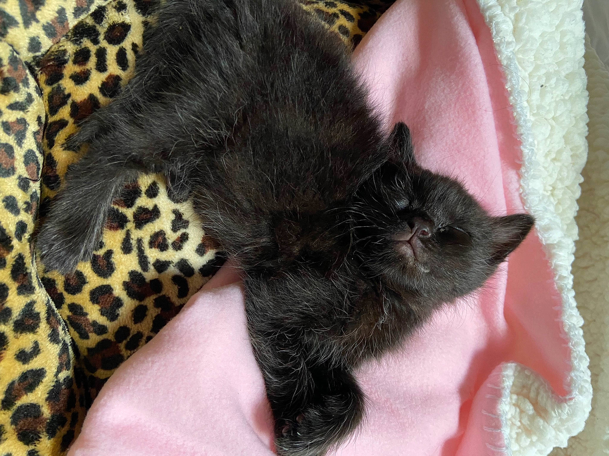 Gretchen joined the competition — help win amazing prizes! asian, black_cat, carnivore, cat, claw, domestic_short_haired_cat, ear, felidae, fur, kitten, mammal, skin, small_to_medium_sized_cats, snout, whiskers