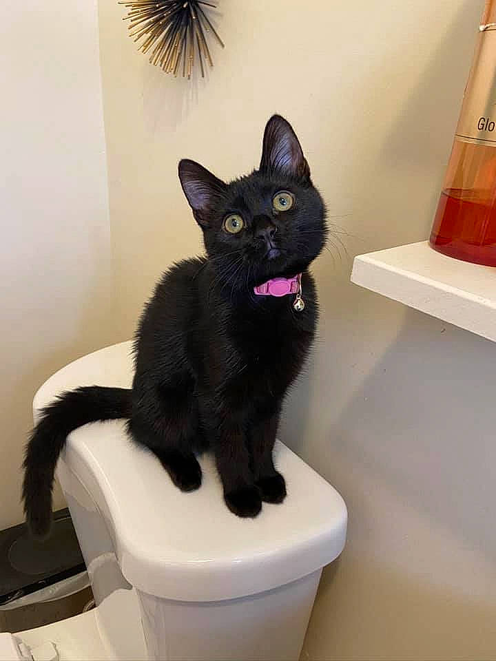 Gretchen joined the competition — help win amazing prizes! asian, black, black_cat, bombay, carnivore, cat, domestic_short_haired_cat, felidae, kitten, plumbing_fixture, room, small_to_medium_sized_cats, tail, whiskers