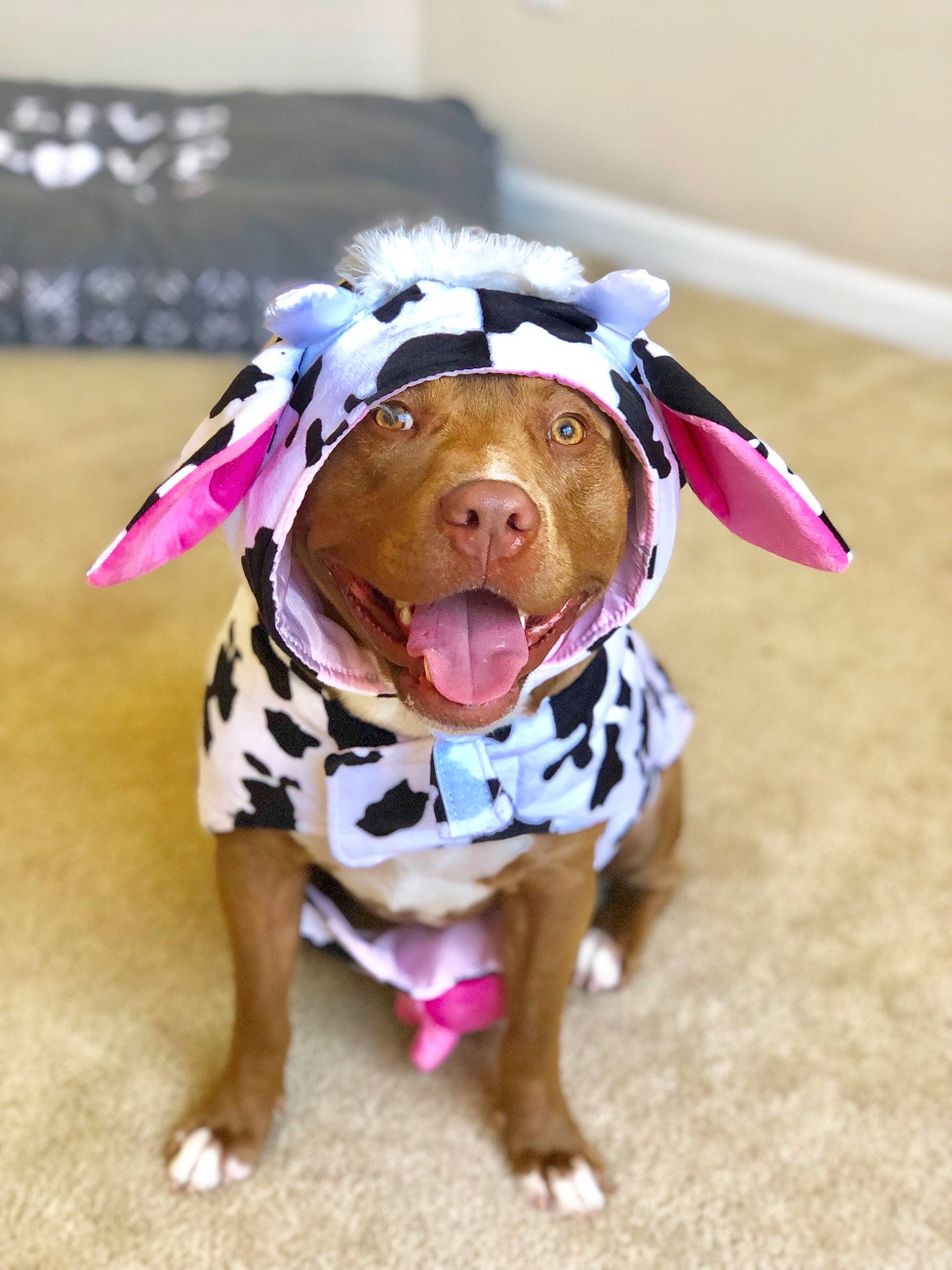 Gucci is registered to the contest to win money with this photo: american_pit_bull_terrier, canidae, carnivore, dog, dog_breed, dog_clothes, dog_collar, ear, fawn, non_sporting_group, nose, pink, pit_bull, puppy, smile, snout, sporting_group